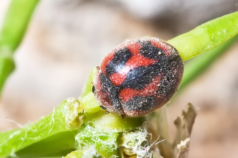 Rodolia cardinalis?